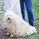 Illustration for article titled Zuck Is Having a Baby, But What About That Adorable Dog?